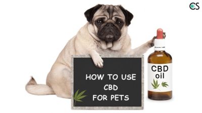 dog CBD dose